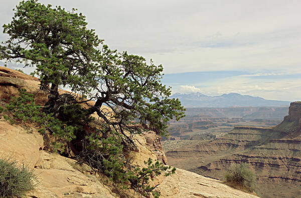 Tree Poster featuring the photograph Shafer Canyon Overlook by Peter J Sucy