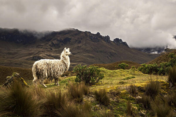 Alpaca Poster featuring the photograph Shaggy Llama by Maria Coulson