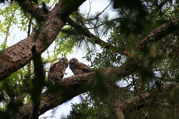 Baby Juvenile Barred Owls Nature Tree Park Looking Together Poster featuring the photograph Shared Vision by Anita Parker