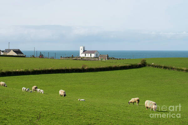 Ballintoy Poster featuring the photograph Sheep Grazing on Irish Coastline by Juli Scalzi