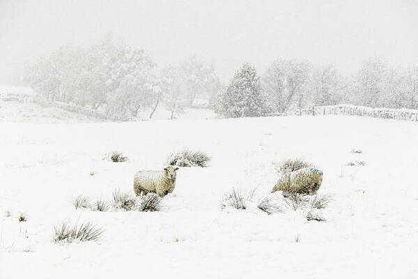 Animals Poster featuring the photograph Sheep in the Snow by Chris Smith