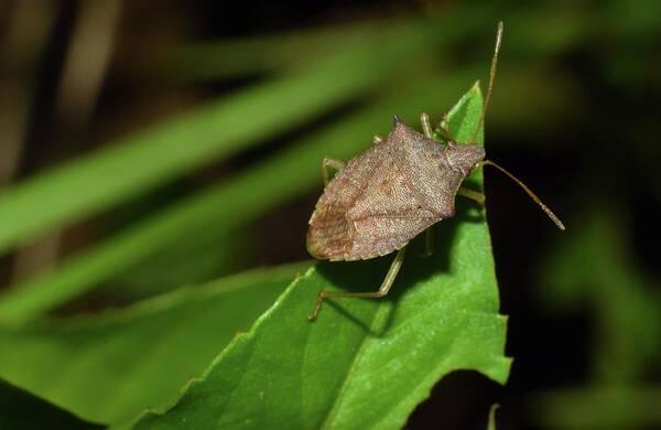 Photograph Poster featuring the photograph Shield Bug by Larah McElroy
