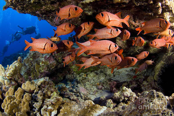 Animal Art Poster featuring the photograph Shoulderbar Soldierfish by Dave Fleetham - Printscapes
