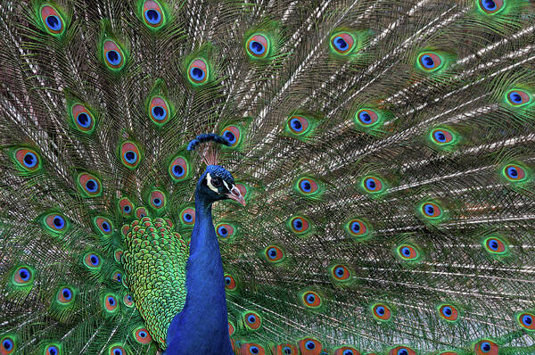 Peacock Poster featuring the photograph Show off by Thanh Thuy Nguyen