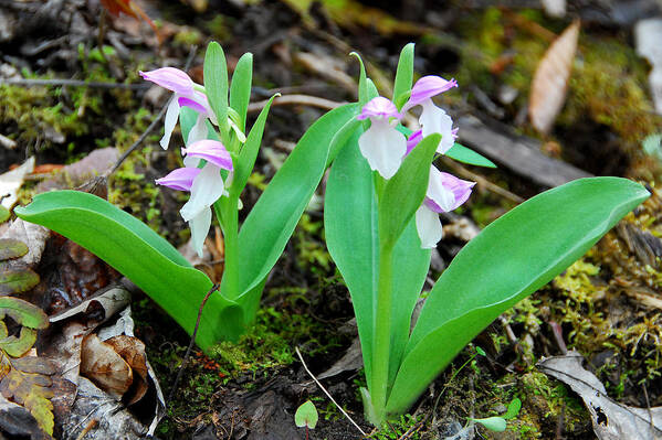 Orchid Poster featuring the photograph Showy Orchis by Alan Lenk