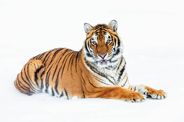 Tiger Poster featuring the photograph Siberian Tiger at rest by Steven Upton