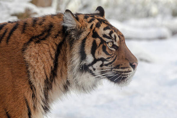 Animal Poster featuring the photograph Side portrait of a Sumatran Tiger in the snow by Tim Abeln