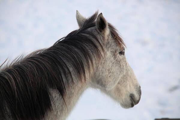 Horse Poster featuring the photograph Side View by Kathryn Cornett