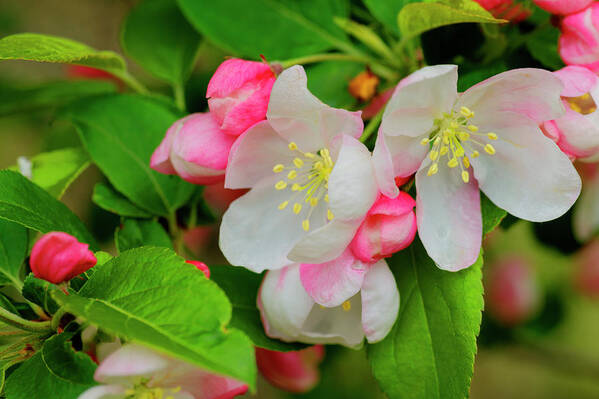 Flower Poster featuring the photograph Signs of Spring by Steve Gravano