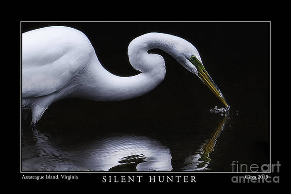 Egret Poster featuring the photograph Silent Hunter by Gene Bleile Photography 