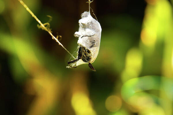 Insect Poster featuring the photograph Silk Cocoon by Miroslava Jurcik