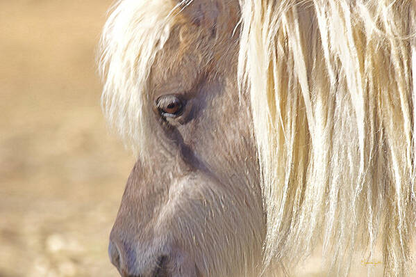  Wild Pony Poster featuring the photograph Silver And Grey In Sunlight by Amanda Smith