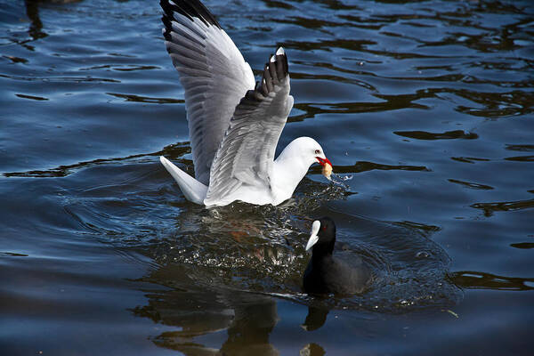 Silver Gull Poster featuring the photograph Silver Gull And Australian Coot by Miroslava Jurcik
