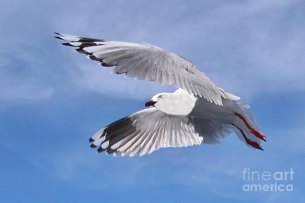 Seagull Poster featuring the photograph Silver Gull in Full Flight in Blue Sky. Exclusive Original stock Photo Art by Geoff Childs