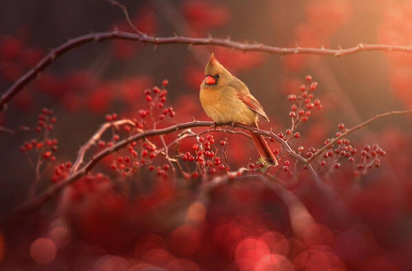 Cardinal Poster featuring the photograph Simple Beauty by Rob Blair