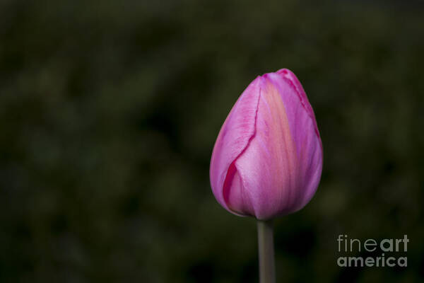 Flower Poster featuring the photograph Single Tulip by Andrea Silies