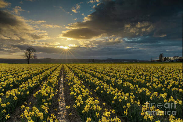 Daffodils Poster featuring the photograph Skagit Daffodils Golden Sunstar Evening by Mike Reid