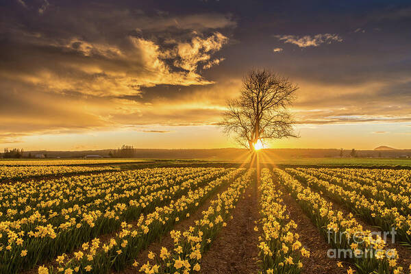 Daffodils Poster featuring the photograph Skagit Valley Daffodils Sunset by Mike Reid