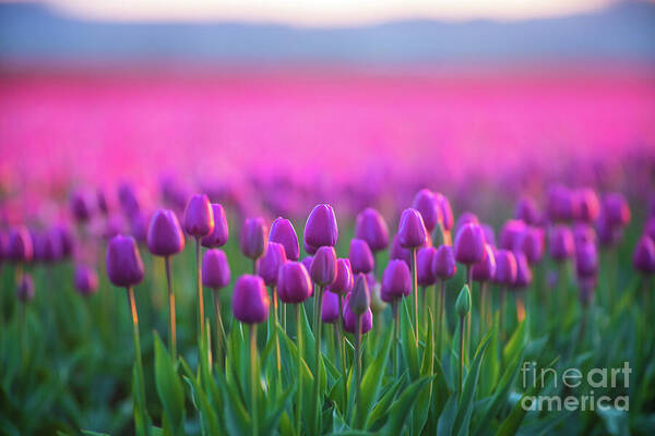Tulip Fields Poster featuring the photograph Skagit Valley Tulip Festival Layers of Pink and Magenta by Mike Reid