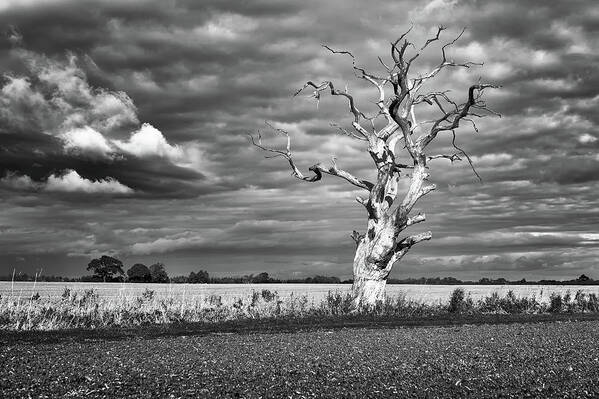 Bare Poster featuring the photograph Skeleton Tree by James Billings