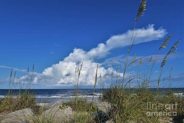 Blue Sky Poster featuring the photograph Skies Of Blue by Julie Adair