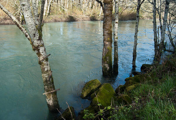 River Poster featuring the photograph Skokomish River - Swollen River 2 by Jani Freimann