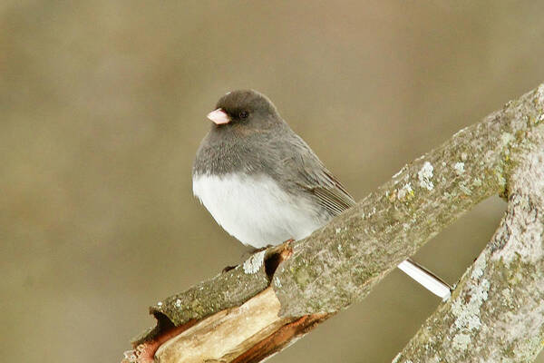 Bird Poster featuring the photograph Slate-colored Dark-eyed Junco 3126 by Michael Peychich