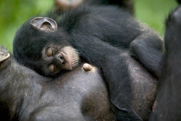 00620823 Poster featuring the photograph Sleeping Baby Chimpanzee by Cyril Ruoso