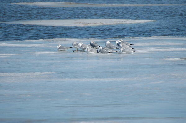 Chesapeake - Rock Hall Poster featuring the photograph Sleeping Cold Gulls by Marc Van Pelt