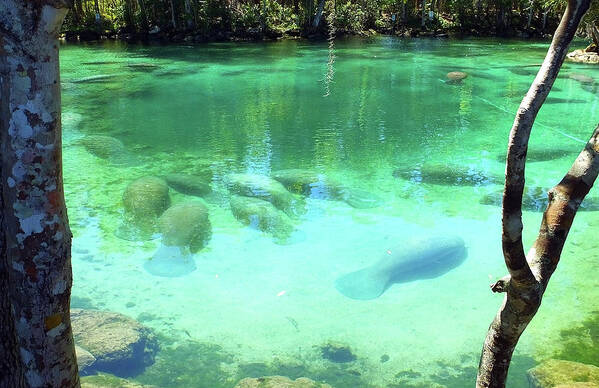 Three Sisters Springs Poster featuring the photograph Sleeping Manatees by Judy Wanamaker