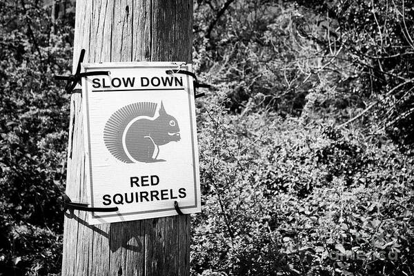 Slow Down Poster featuring the photograph Slow Down Red Squirrels Sign Next To Woodland In Scotland Uk by Joe Fox