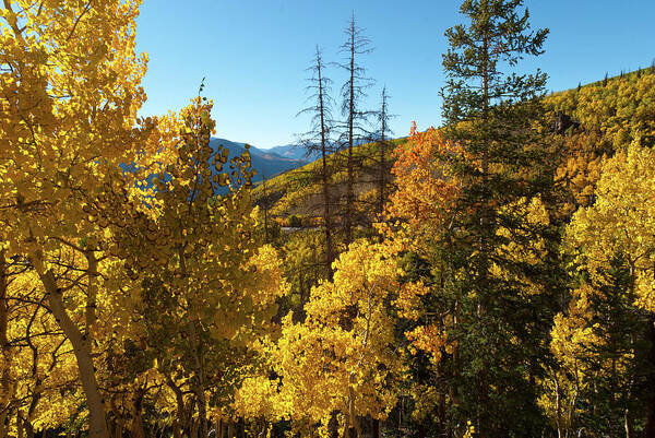 Slumgullion Pass Poster featuring the photograph Slumgullion Pass Autumn Landscape by Cascade Colors