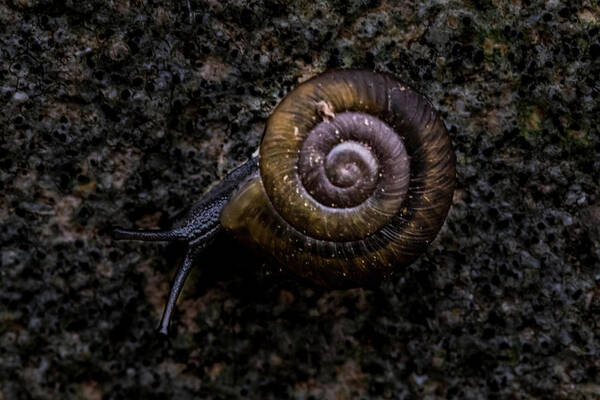 Jay Stockhaus Poster featuring the photograph Snail by Jay Stockhaus