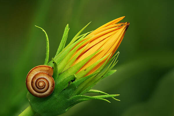 Snail Poster featuring the photograph Snail by Yuri Peress