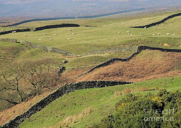 Yorkshire Moors Poster featuring the photograph Snaking Stone Walls by Martyn Arnold