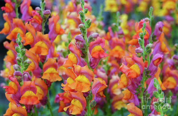 Snapdragon Rainbow Poster featuring the photograph Snapdragon Rainbow by Rachel Cohen