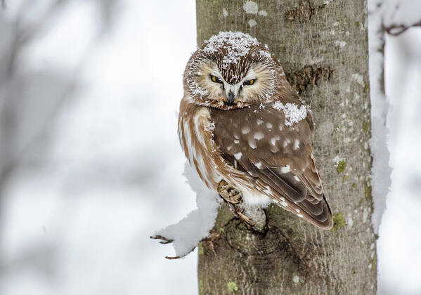 Saw-whet Owl Poster featuring the photograph Snow Bird by Joy McAdams