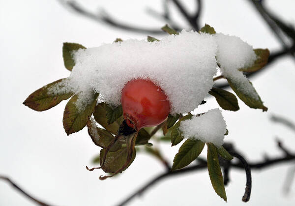 Snow Poster featuring the photograph Snow Blanket. by Terence Davis