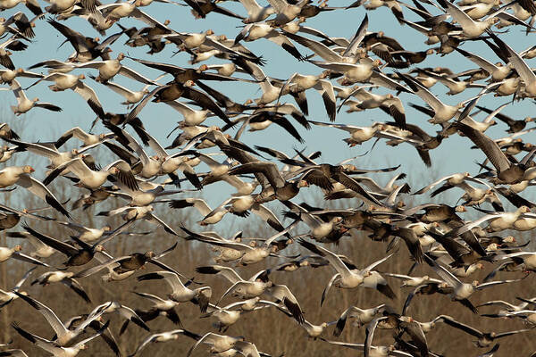 Snow Geese Poster featuring the photograph Snow Geese by Eilish Palmer