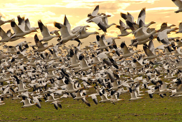 Snow Geese Poster featuring the photograph Snow Geese in Flight by Craig Perry-Ollila