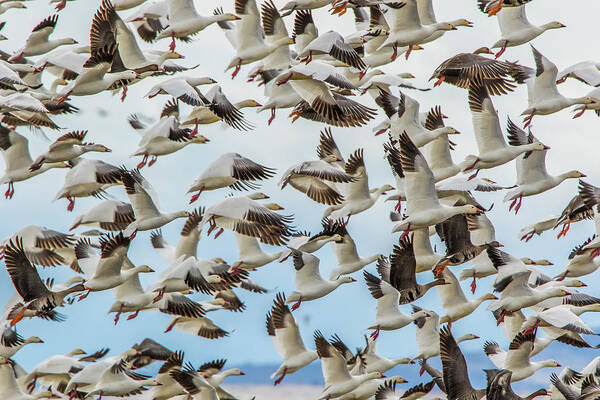 California Poster featuring the photograph Snow Geese Take Off by Marc Crumpler