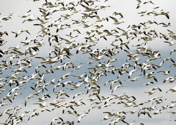 Snow Geese Poster featuring the photograph Snow Goose Storm by Michael Dawson