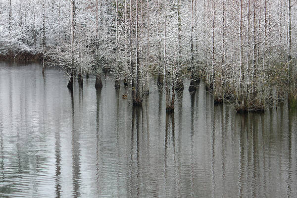 Cypress Poster featuring the photograph Snow on the Cypresses by Suzanne Gaff