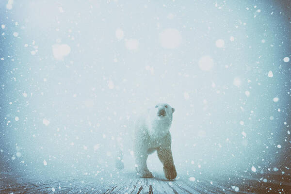 Polar Bear Winter Snow Predator Cold Poster featuring the digital art Snow Patrol by Katherine Smit