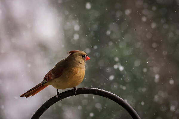 Terry D Photography Poster featuring the photograph Snow Showers Female Northern Cardinal by Terry DeLuco