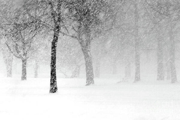 Snow Poster featuring the photograph Snow Storm at Starved Rock by Paula Guttilla