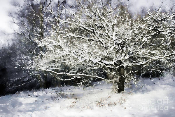 Snow Poster featuring the digital art Snow Tree by Ann Garrett