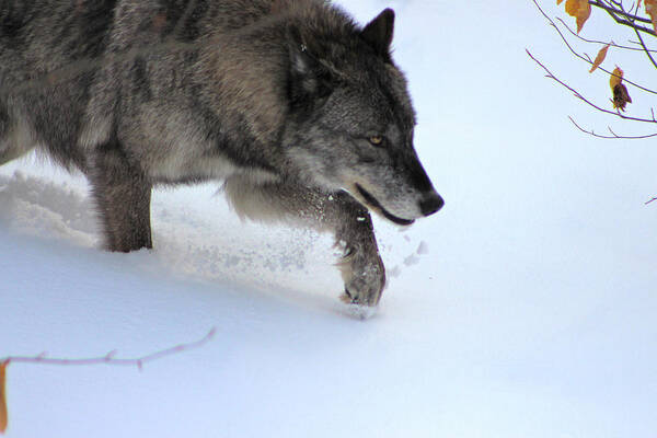 Wolf Poster featuring the photograph Snow Walker by Azthet Photography