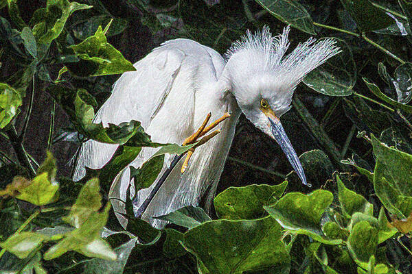 Baby Poster featuring the photograph Snowy Egret Chick by Roslyn Wilkins