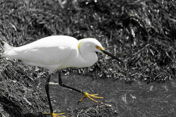 White And Yellow Bird Poster featuring the photograph Snowy Egret by Doug Camara